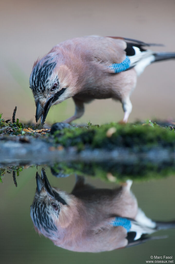 Eurasian Jayadult, identification, eats