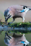 Eurasian Jay