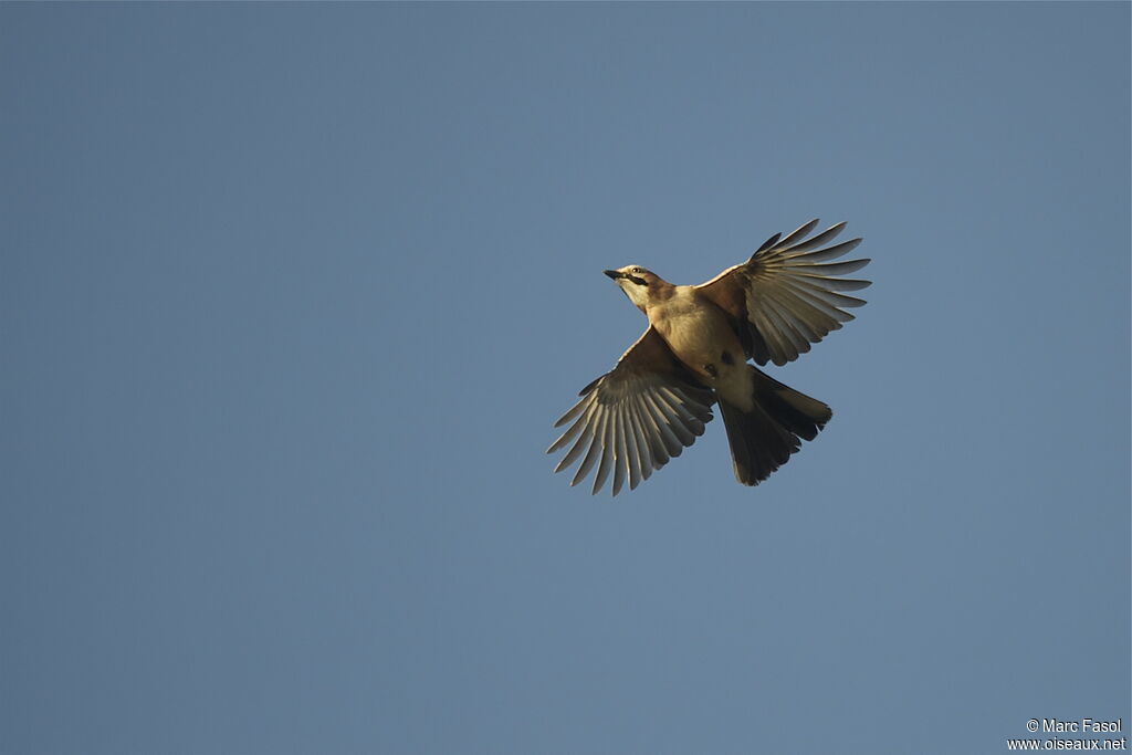 Eurasian Jayadult, Flight