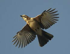 Eurasian Jay