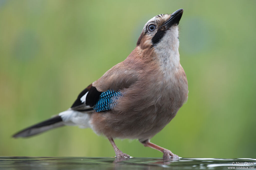 Geai des chênesadulte, identification, boit