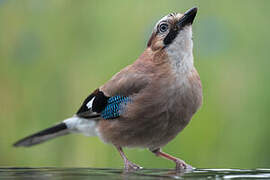 Eurasian Jay