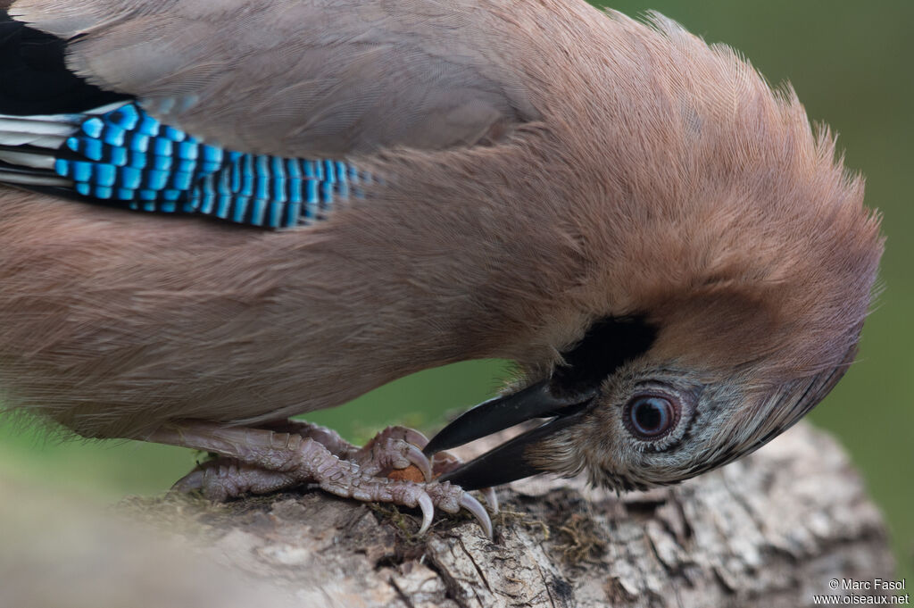 Eurasian Jayadult, eats