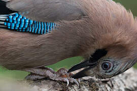 Eurasian Jay