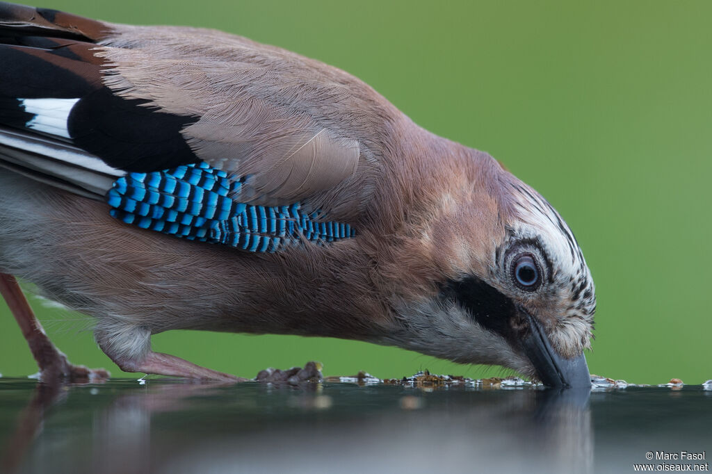 Eurasian Jayadult, drinks