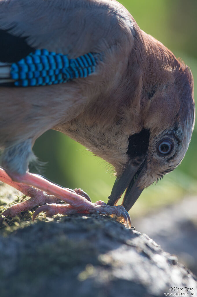 Eurasian Jayadult, eats