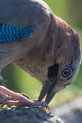 Eurasian Jay