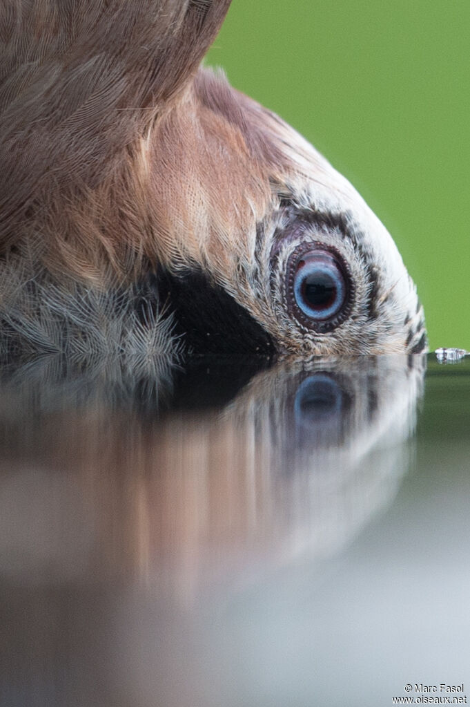 Eurasian Jay, close-up portrait, aspect
