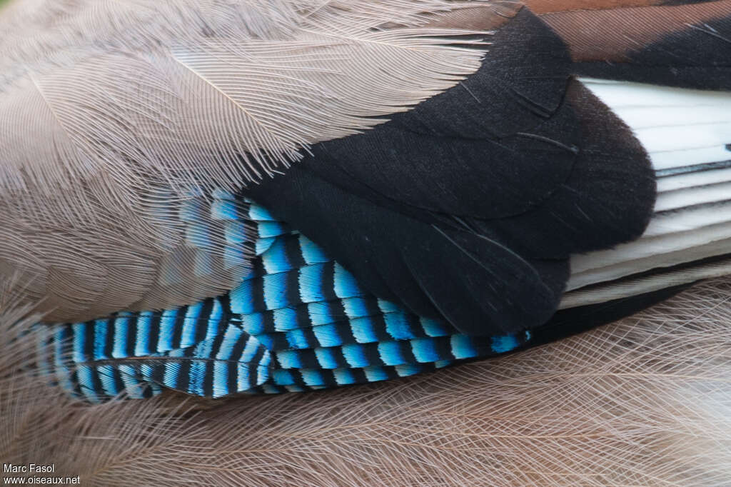 Eurasian Jay, aspect, pigmentation