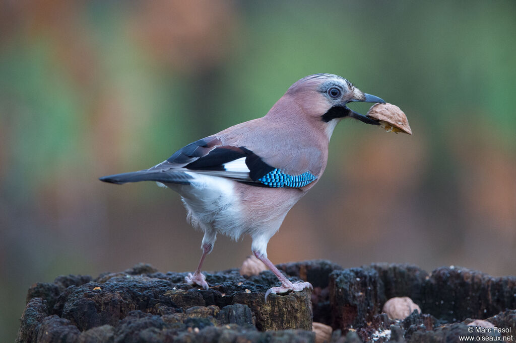 Eurasian Jayadult