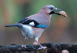 Eurasian Jay