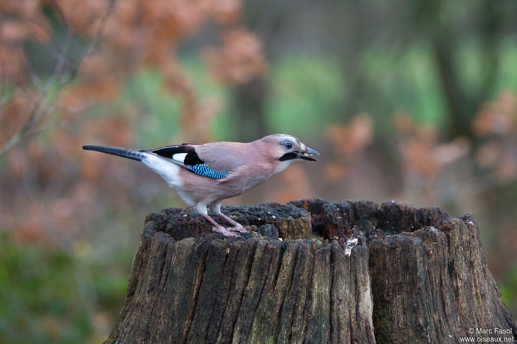 Geai des chênesadulte, identification, mange