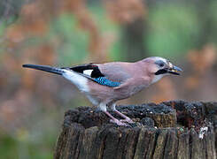 Eurasian Jay