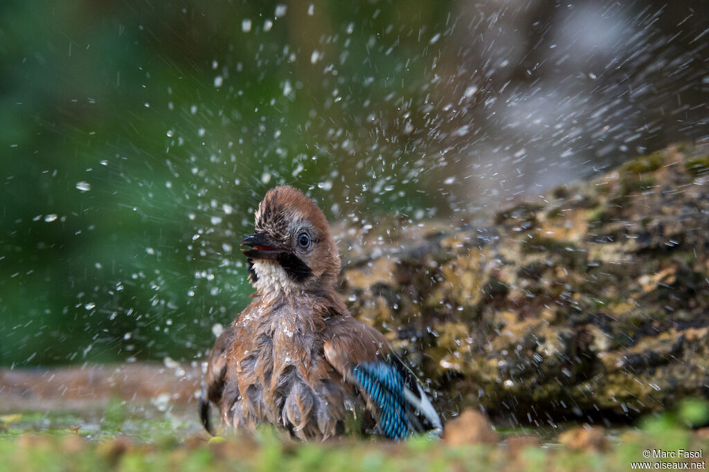 Eurasian Jayadult, care