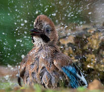 Eurasian Jay