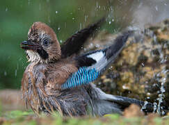 Eurasian Jay