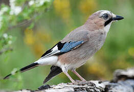 Eurasian Jay