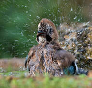 Eurasian Jay