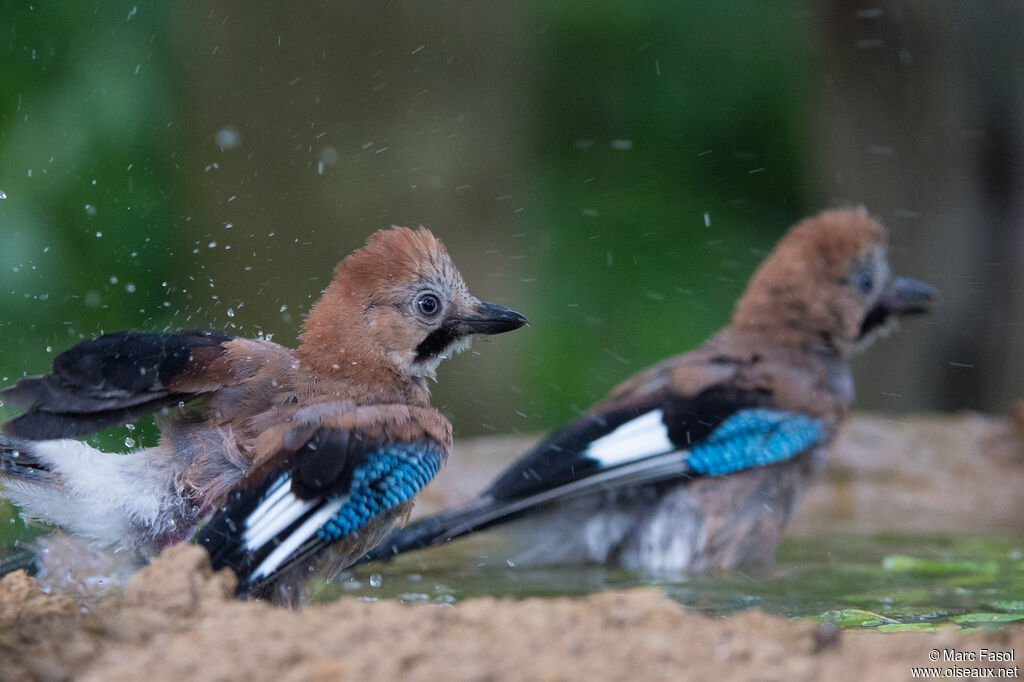 Eurasian Jay, care