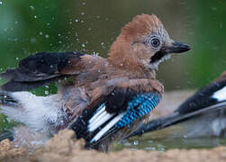 Eurasian Jay