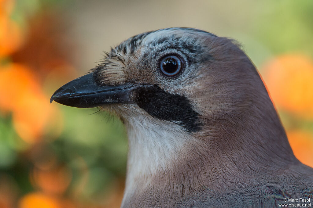 Eurasian Jayadult, close-up portrait