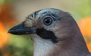 Eurasian Jay