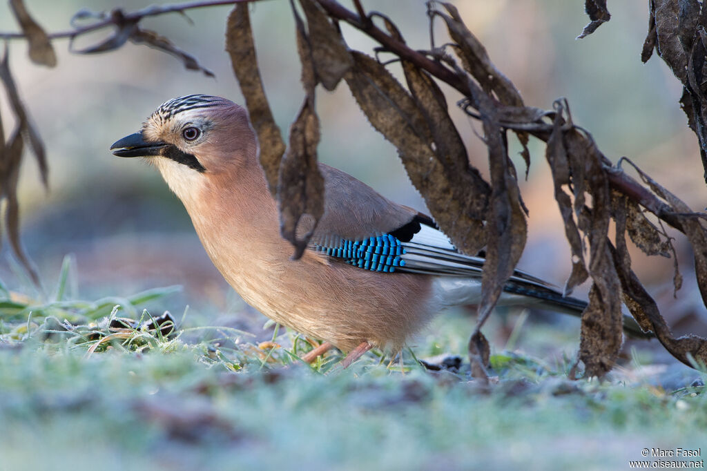 Eurasian Jayadult, identification