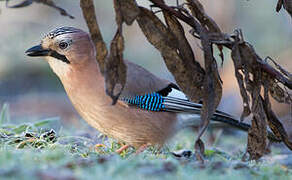 Eurasian Jay