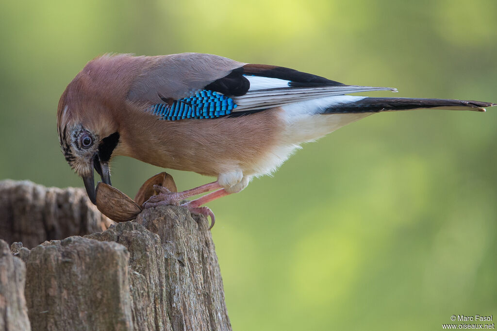 Geai des chênesadulte, identification, régime, mange