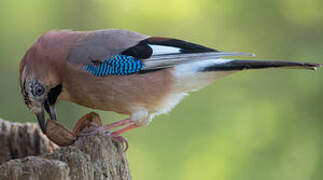 Eurasian Jay