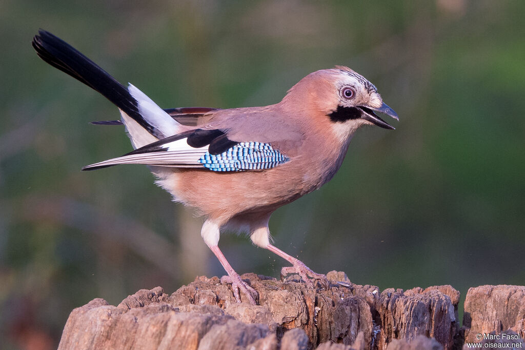 Eurasian Jayadult, identification