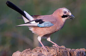 Eurasian Jay