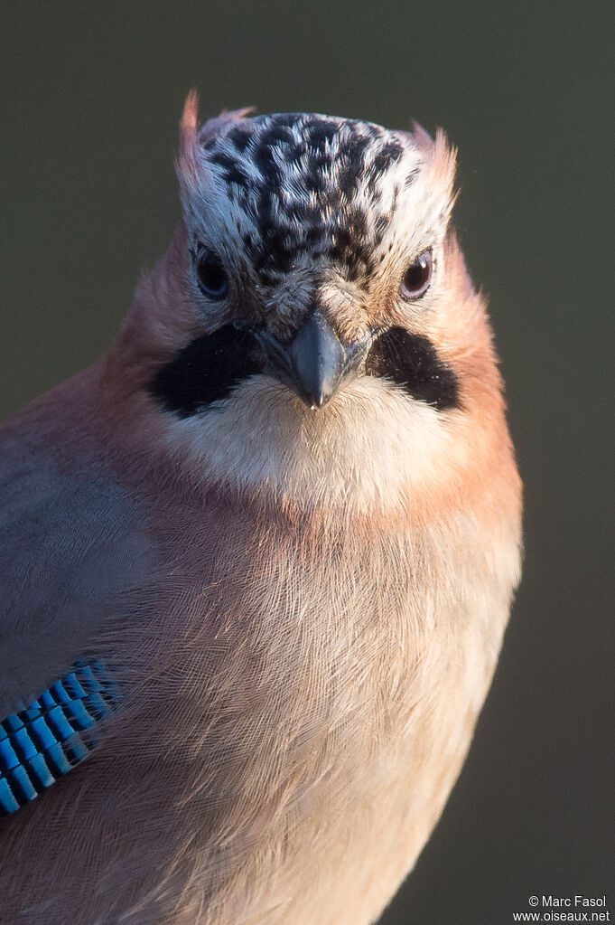 Eurasian Jayadult, close-up portrait