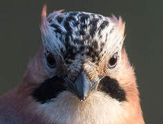 Eurasian Jay