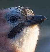 Eurasian Jay