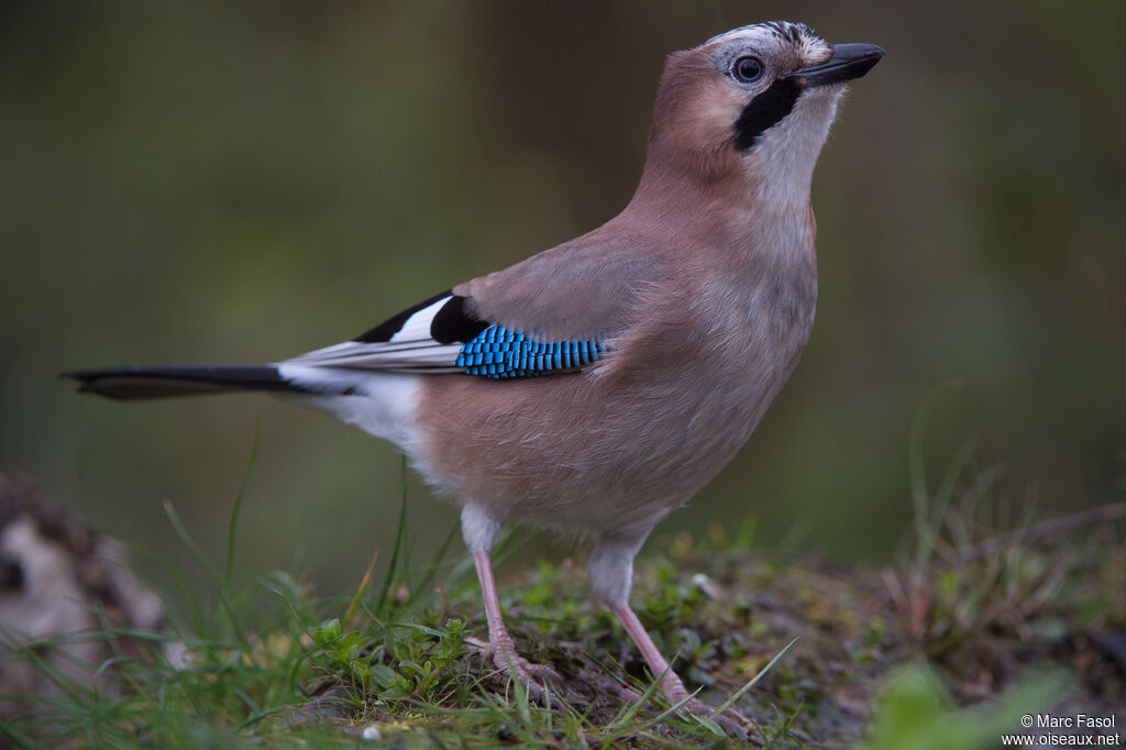 Geai des chênesadulte, identification