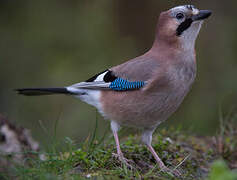 Eurasian Jay