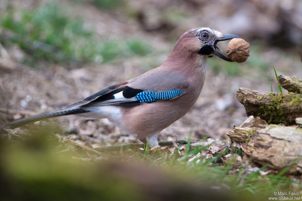 Geai des chênesadulte, identification, régime