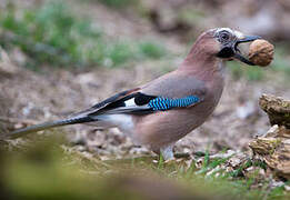 Eurasian Jay