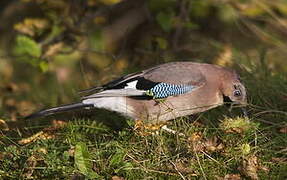 Eurasian Jay