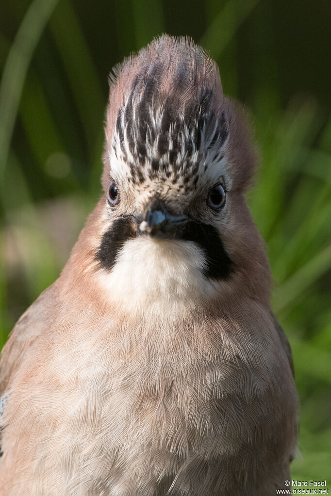 Geai des chênesadulte nuptial, portrait