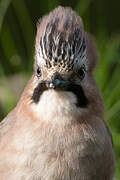 Eurasian Jay