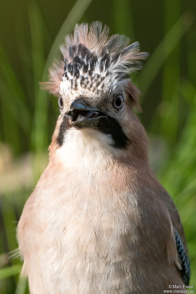 Eurasian Jayadult breeding