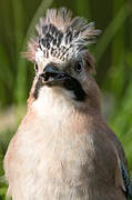 Eurasian Jay