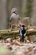 Eurasian Jay