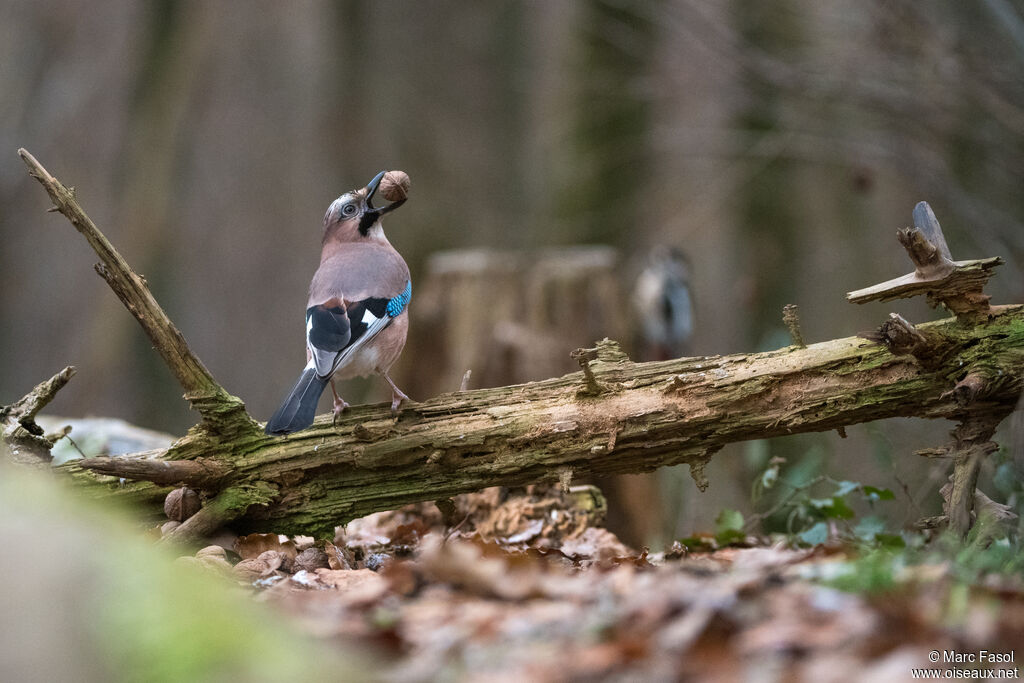 Eurasian Jayadult, feeding habits