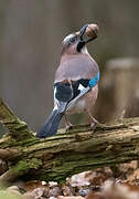 Eurasian Jay