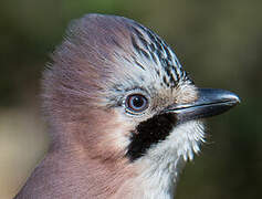 Eurasian Jay