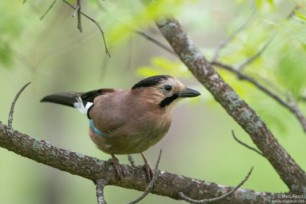 Geai des chênesadulte, identification