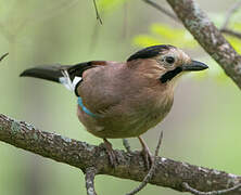 Eurasian Jay